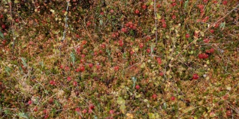 Brusnica: kako i gdje raste, kada se bere, kada sazrije